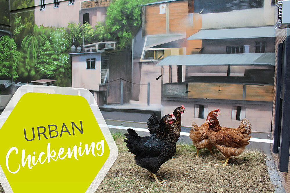 Urban Chickening im Urban Living Heilbronn